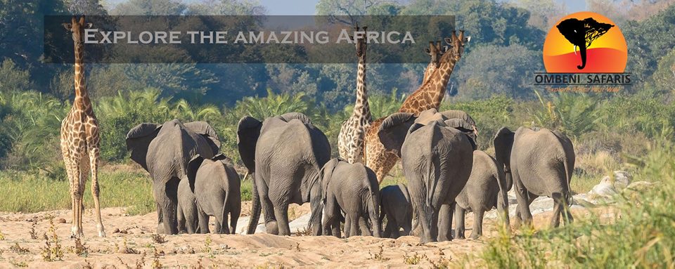 Explore the amazing Africa