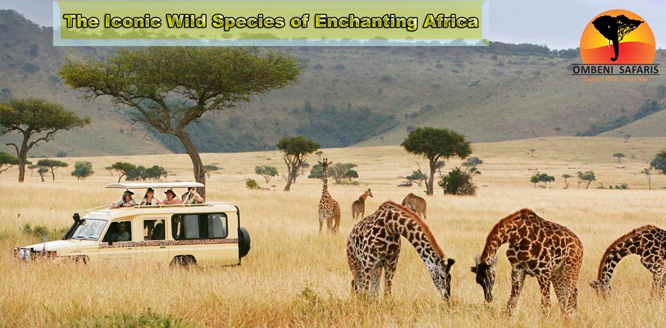 Amazing Africa Safari.jpg