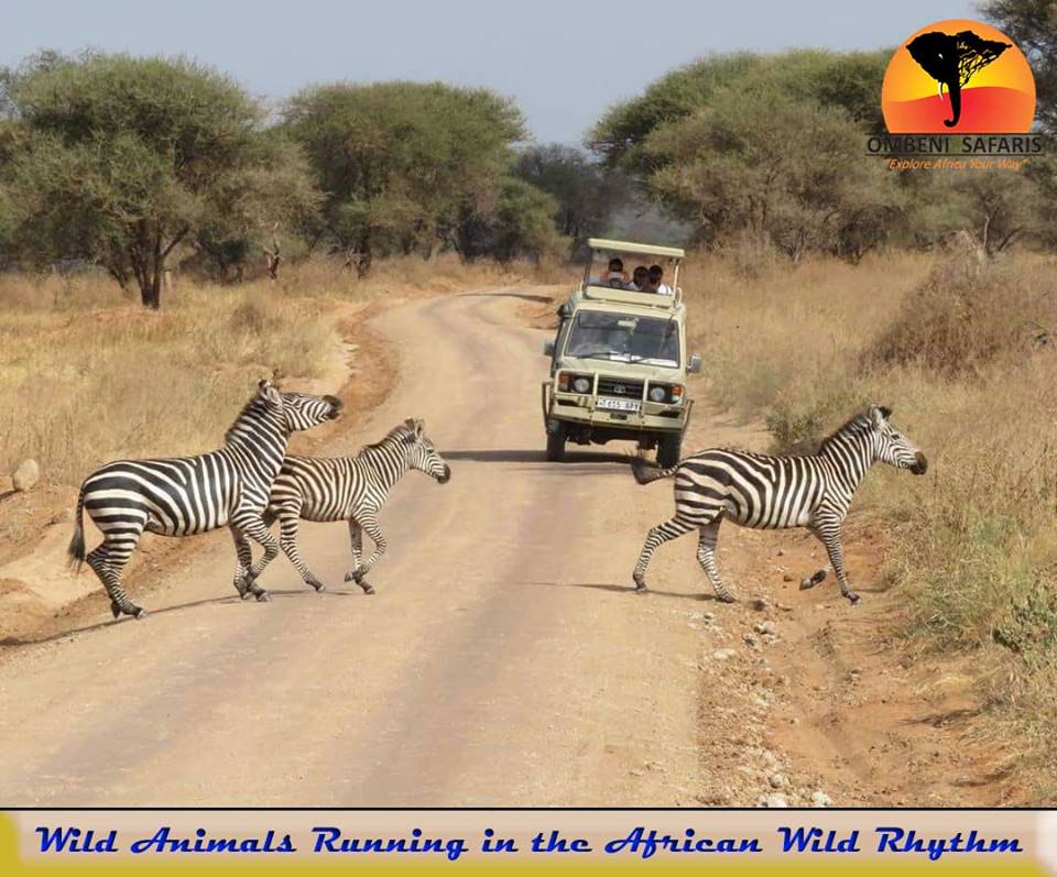 African Wildlife Rhythm