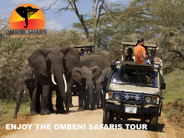 enjoy the ombeni safaris tour