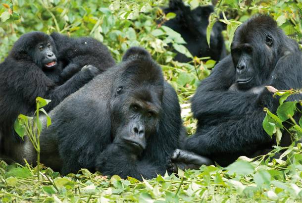 gorilla trek africa